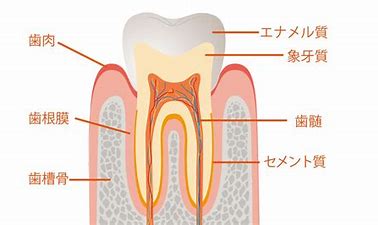 歯の黄ばみが気になる!　～若い時は白かったのに、加齢によるもの～