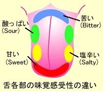 甘い物食べると、舌のどこで味覚を感じているの？