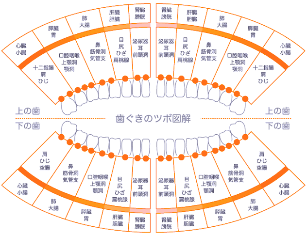 歯茎にも実はたくさんの「ツボ」があるんです！