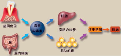 肥満だと歯を失うリスクが上昇する!?