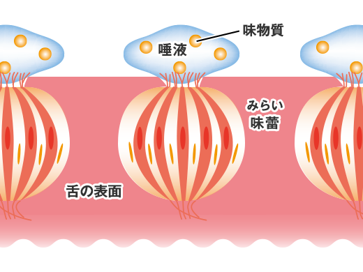 歳を取って食べ物の味が変わった!?　～唾液がないと味を感じられない～