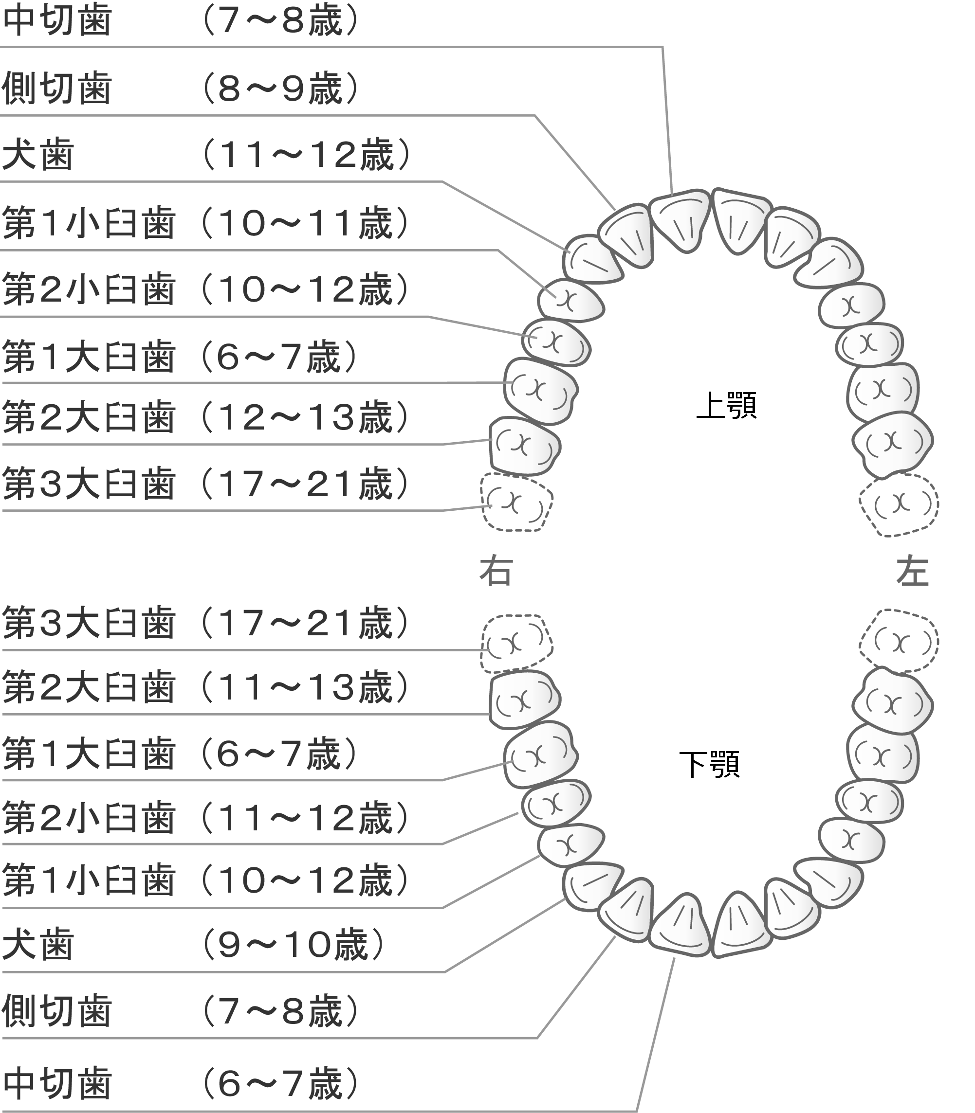 乳歯から永久歯に生え変わる年齢や順番は？