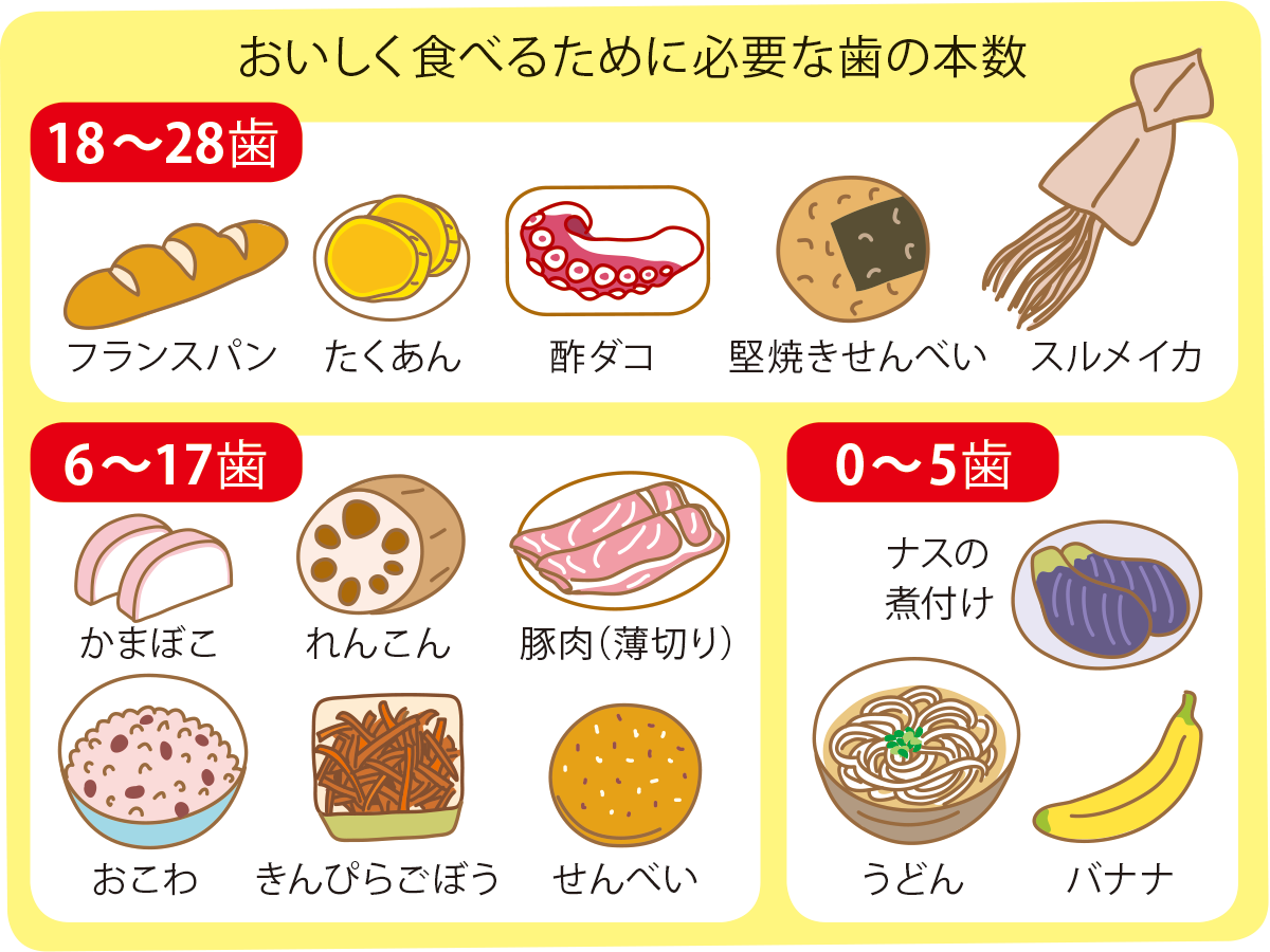 しっかり噛めておいしく食べられる必要な歯の本数は何本？　