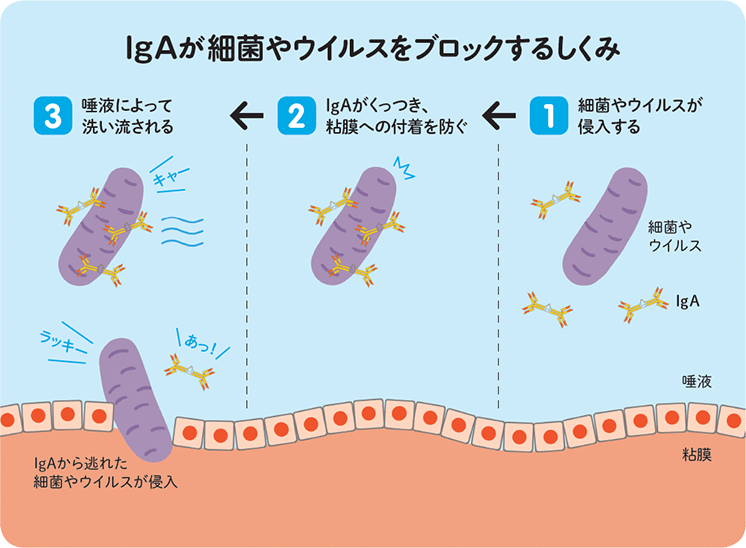 唾液にはすごい働きがある!　インフルエンザ予防にも大事!