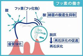 最近の歯磨き粉はフッ素がアップした！