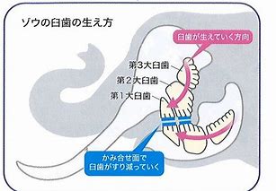 【ブレイクタイム】　生き物の歯　～重さ部門～